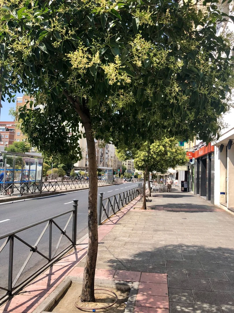 Piso en Avenida de la Reina Victoria, 8, Bellas Vistas - Foto 23