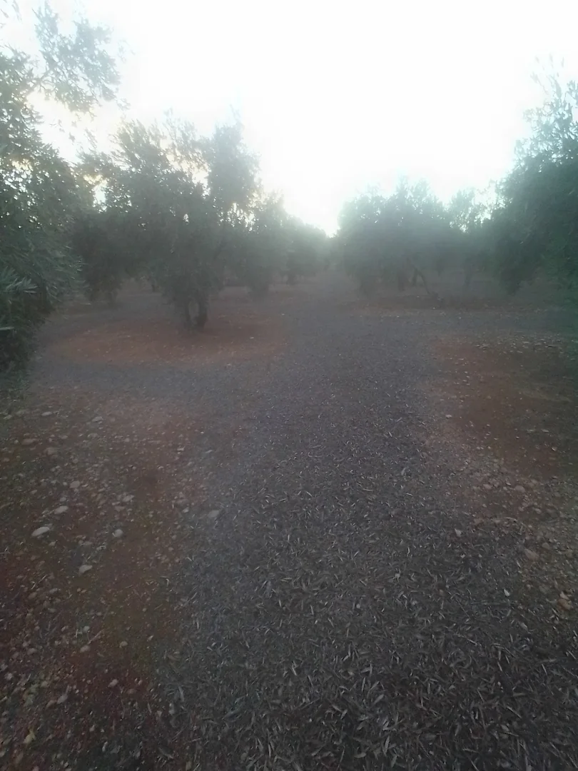 Finca en sierra magina  - Foto 6