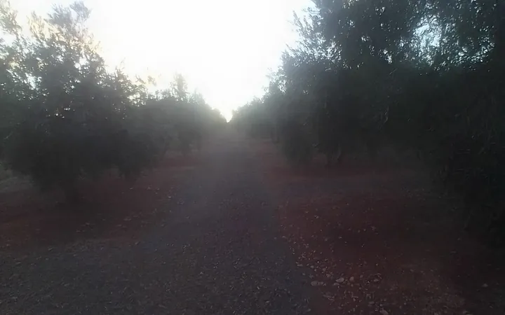 Finca en sierra magina  - Foto 4