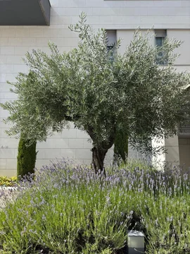 Dúplex en calle del Carril de los Caleros, 8 - Foto 65