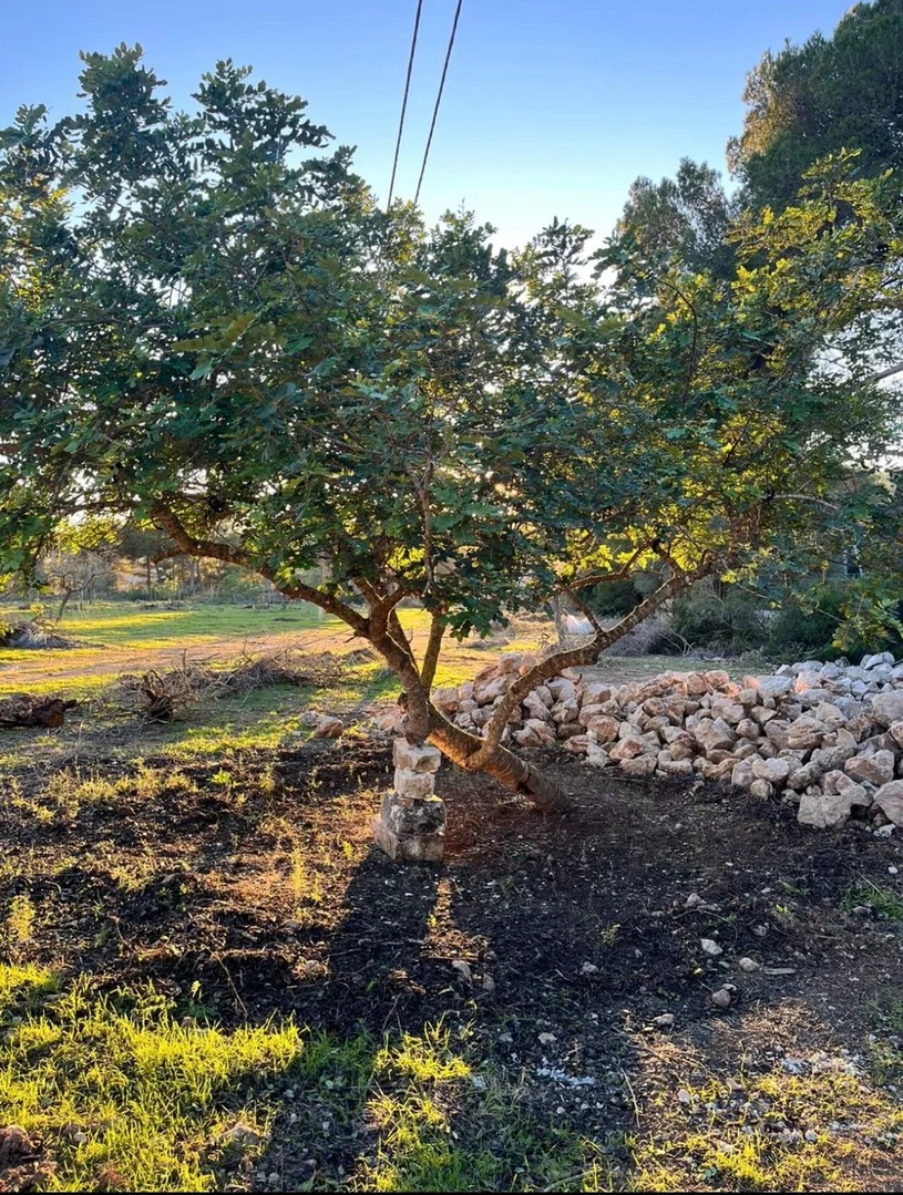 Finca rústica en Son Servera - Foto 6