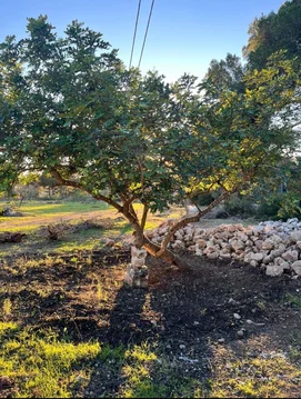 Finca rústica en Son Servera - Foto 6