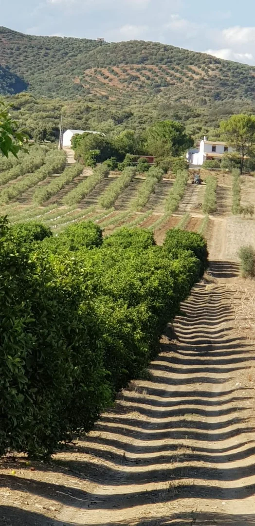 Finca rústica en Via Sin Nombre s/n - Foto 10