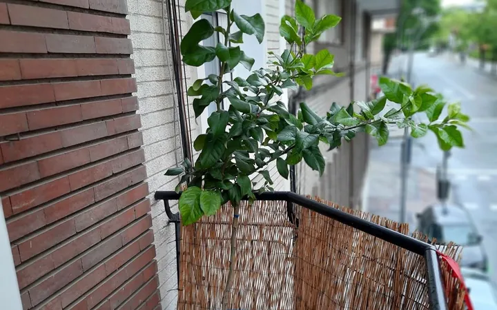 Piso en Calle de Marcenado, 37, Ciudad Jardín - Foto 16