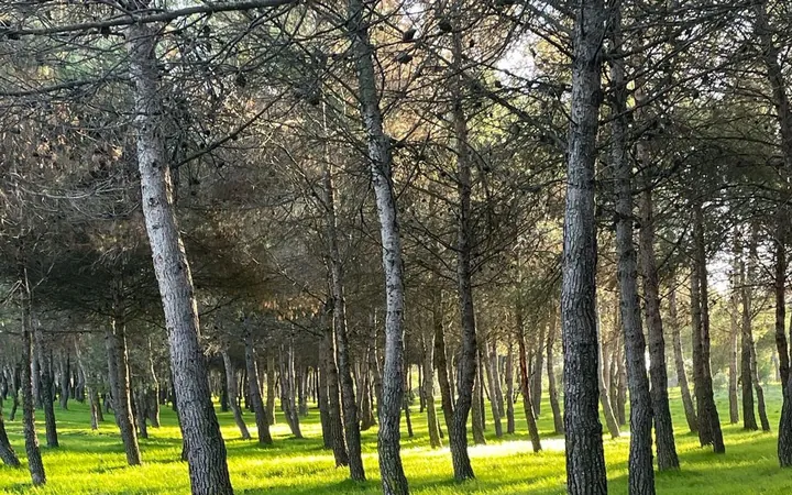 Piso en Avenida de los Prunos, 11 - Foto 22