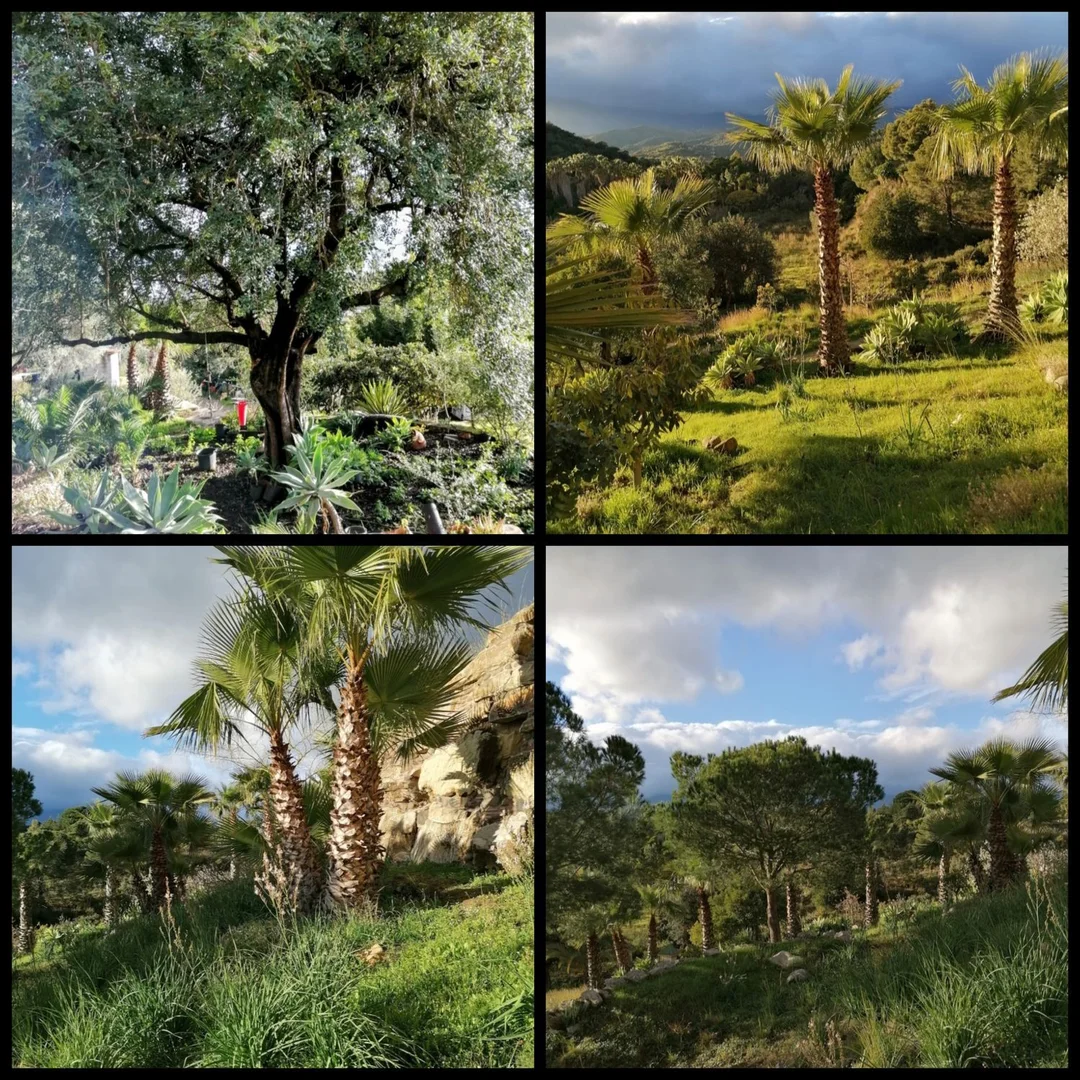 Finca rústica en camino Nicola, 240 - Foto 29