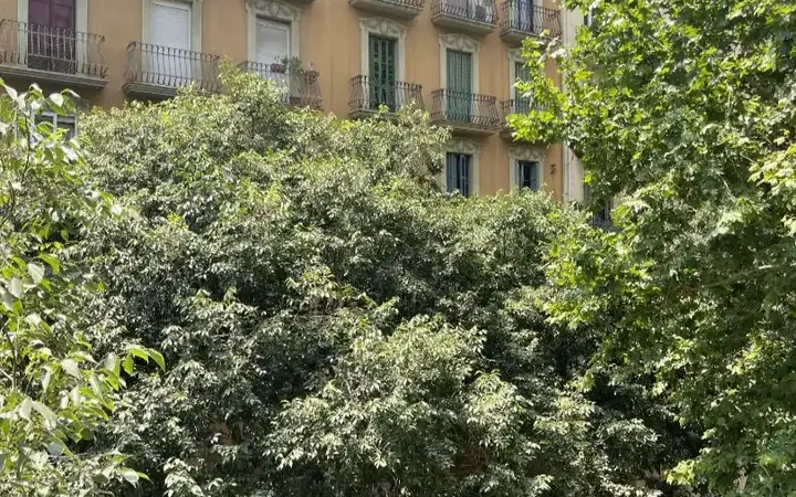 Piso en  Carrer de Rocafort 142 - Foto 35