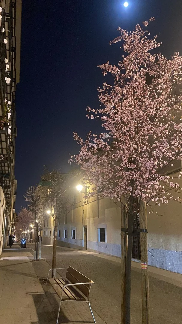 Estudio en calle del Montserrat, 24 - Foto 18