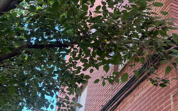 Piso en Calle del Mirlo, 25, Campamento - Foto 2