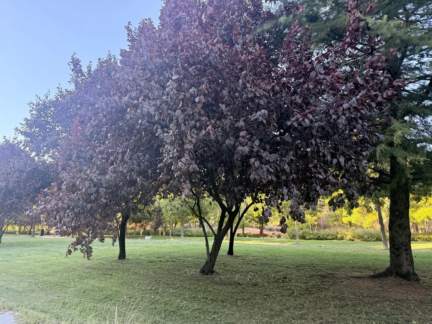 Dúplex en Conde Orgaz-Piovera, Conde Orgaz-Piovera - Foto 34