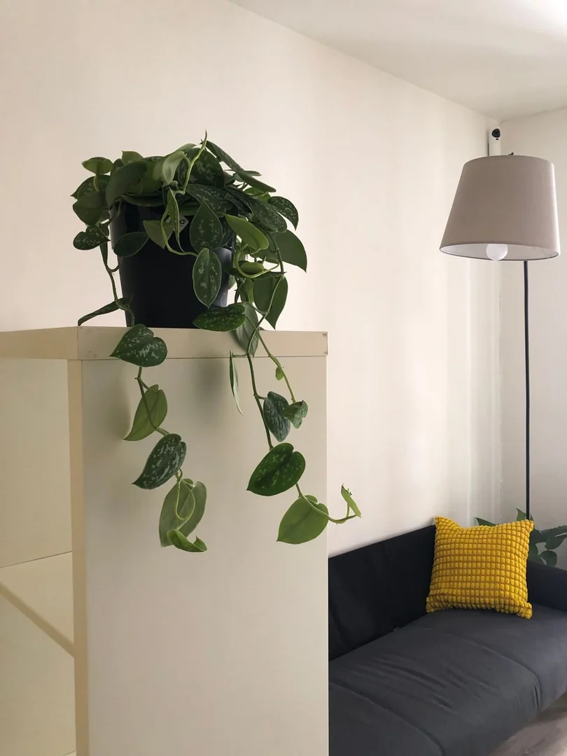 Estudio en Calle de la Cera, 22, El Raval - Foto 11