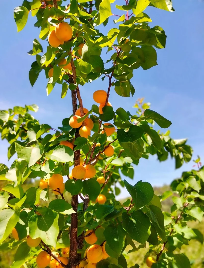 Finca rústica en camino Nicola, 240 - Foto 37