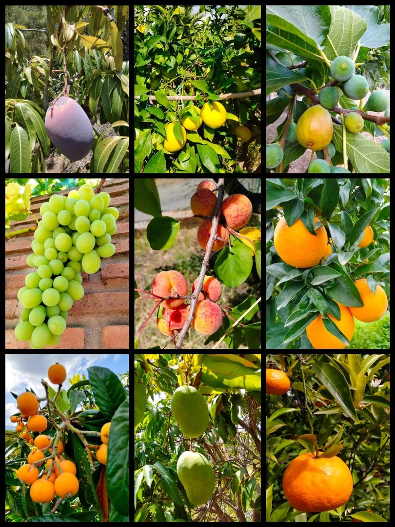 Finca rústica en camino Nicola, 240 - Foto 38