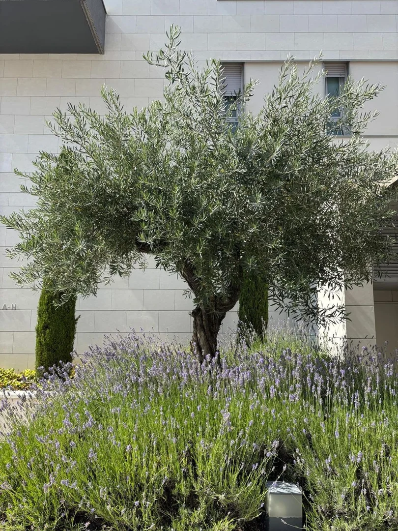 Dúplex en calle del Carril de los Caleros, 8 - Foto 66