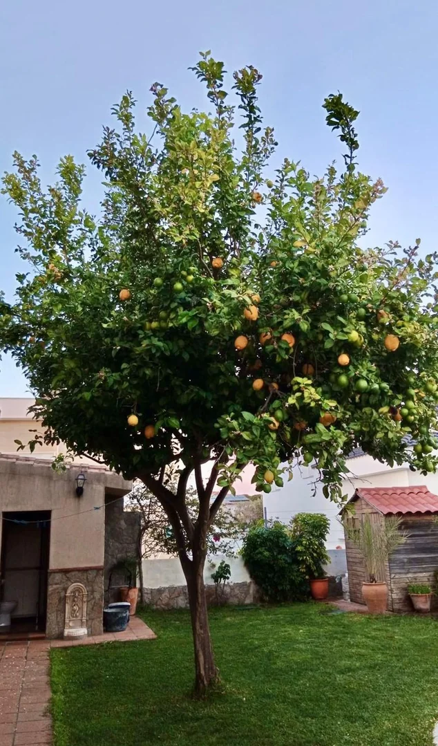 Casa independiente en avenida Tío Pepe, 24 - Foto 8