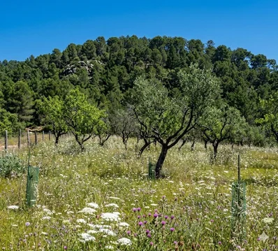 Finca rústica en Son Servera - Foto 4